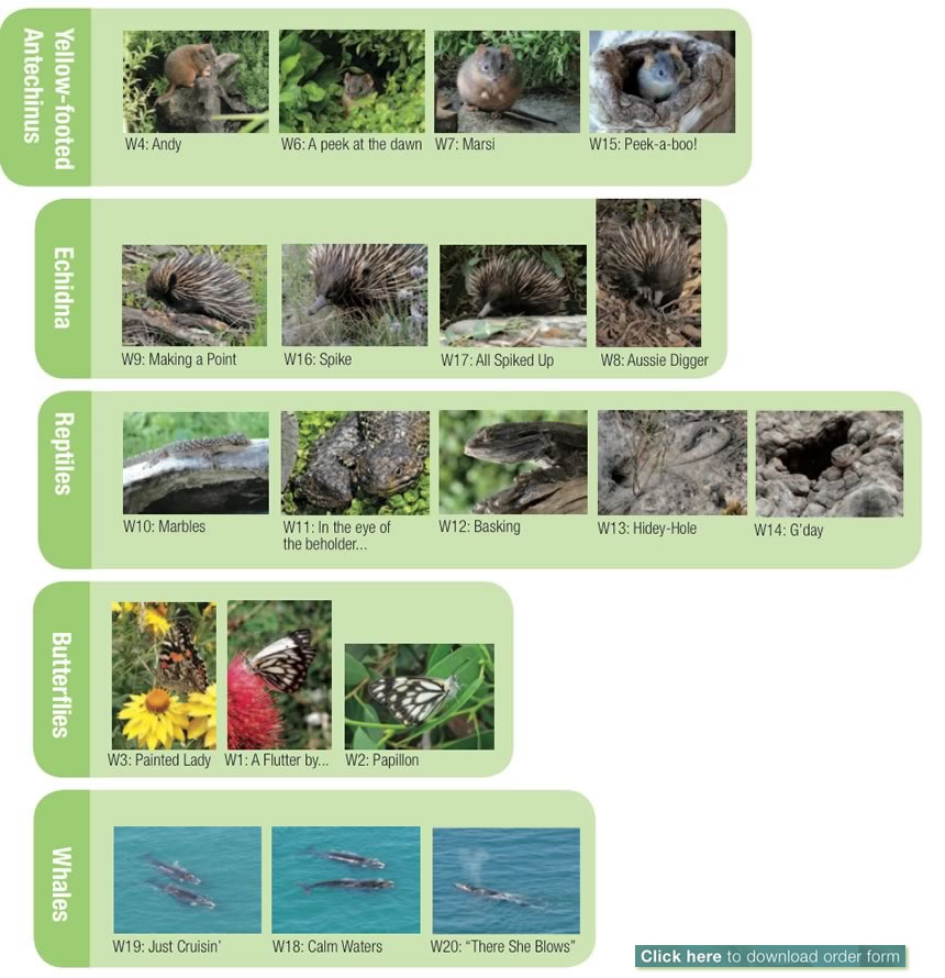 Birds & Wildlife of the Fleurieu Greeting Cards